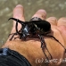 beetle_rhino_kbr_h_0064_sul0966.jpg